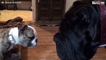 子犬のブルドッグと巨大なナポリタン・マスティフは親友です。