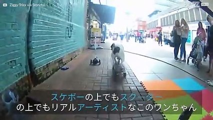 スケボー乗りのワンちゃん：いかれたストリートパフォーマンス！