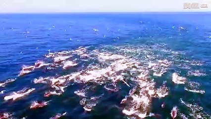 イルカの驚きの世界