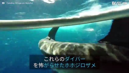 ダイバーのケージに激しく突進するサメ