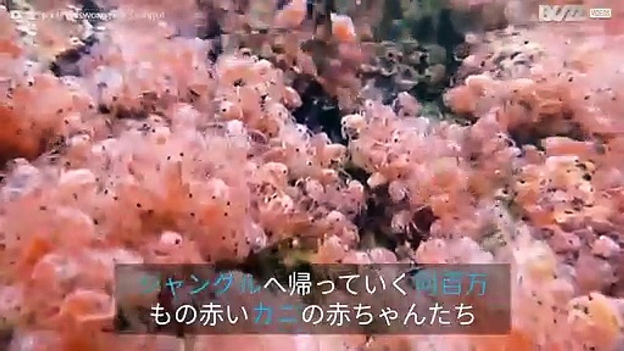 クリスマス島にてジャングルに移動する何百万ものカニ