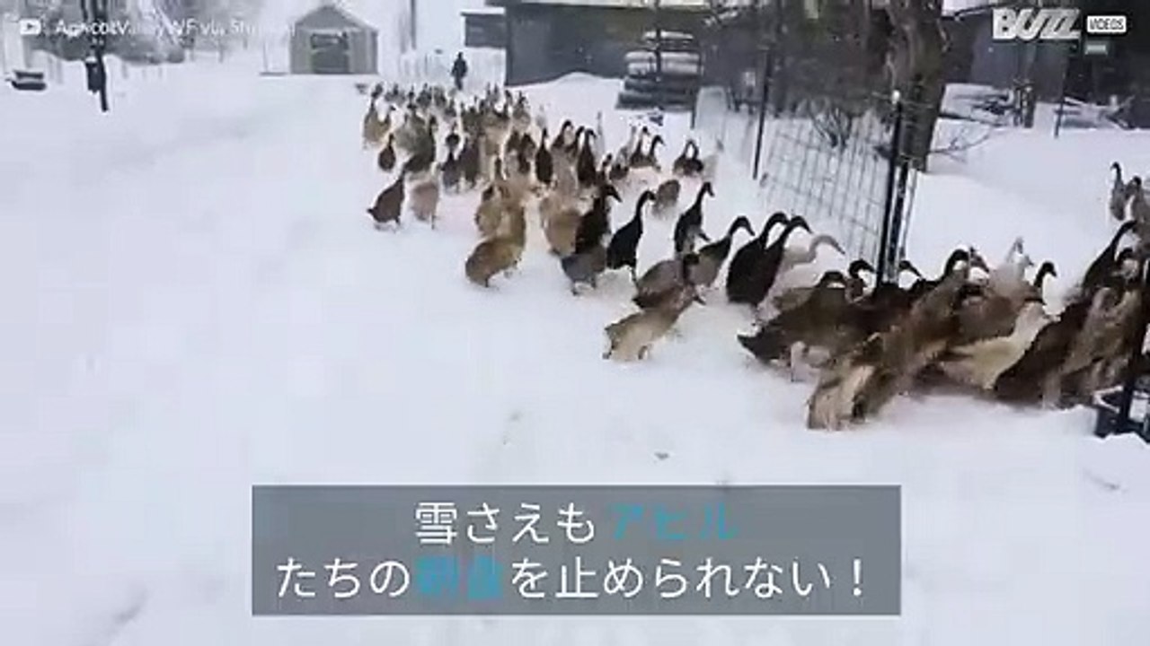 このアヒル達の朝食を止めるものは何もない！