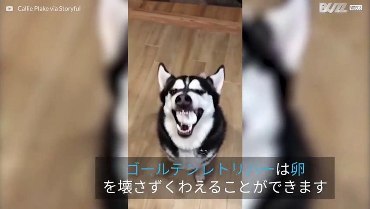エッグチャレンジに挑戦するハスキー