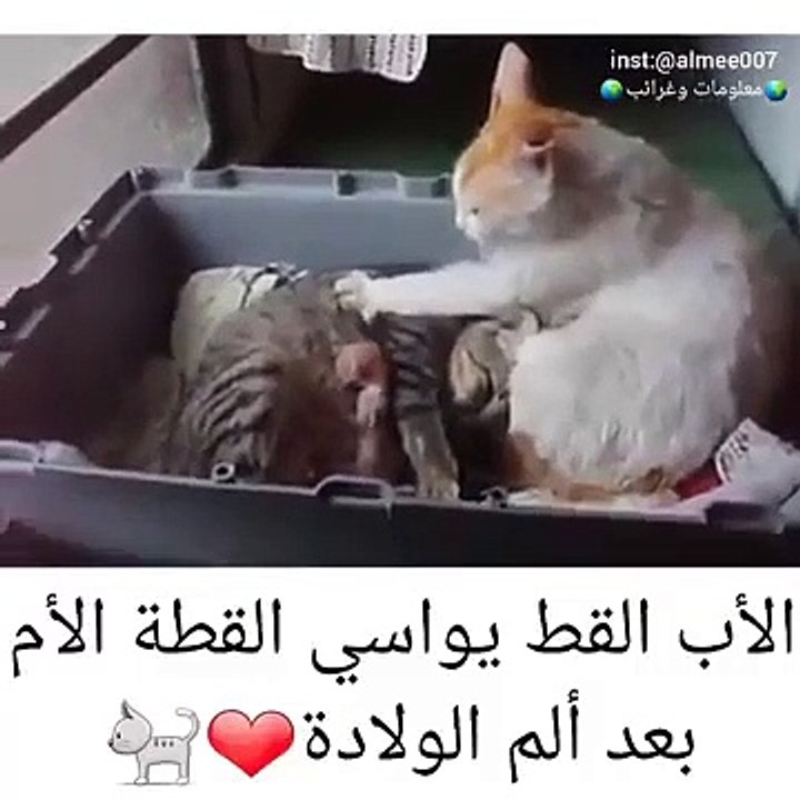 الأب القط يواسي القطة الأم بعد ألم الولادة