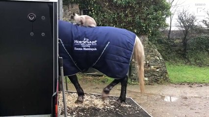 حصان يحمل قطا ويوصله لمنزله