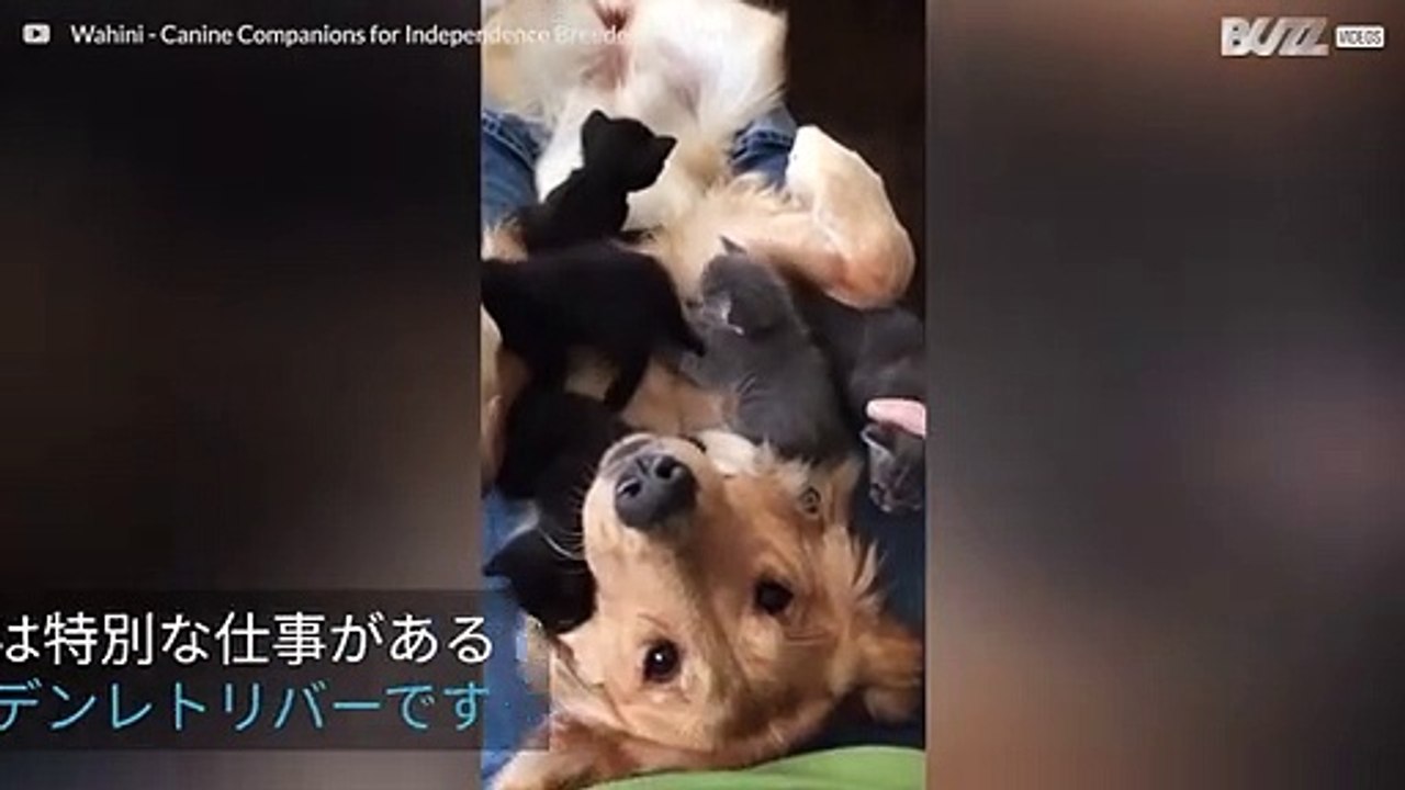 子猫に「襲われた」ゴールデンレトリバー