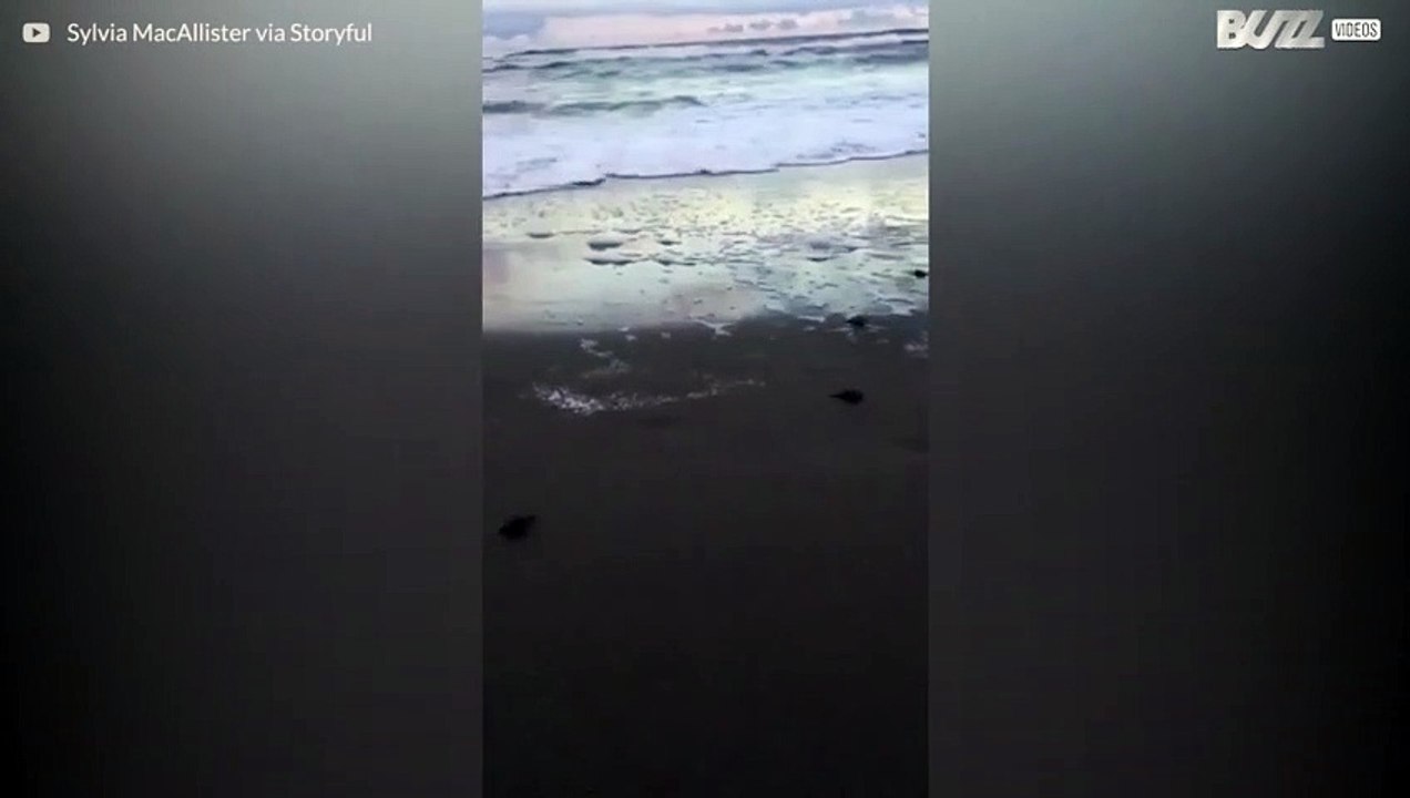 フロリダで海に向かってレースする赤ちゃんカメたち