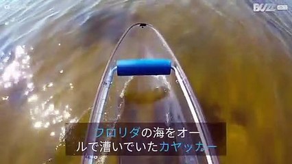 フロリダでカヤックを楽しむ人にあいさつするフレンドリーなイルカ