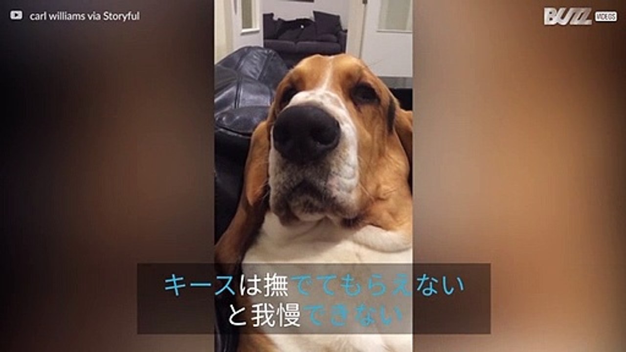 注目してほしくてうめいてわめいている犬