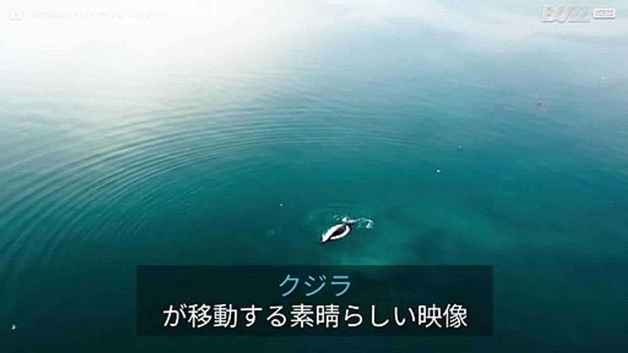 セミクジラの移動をとらえたドローン映像