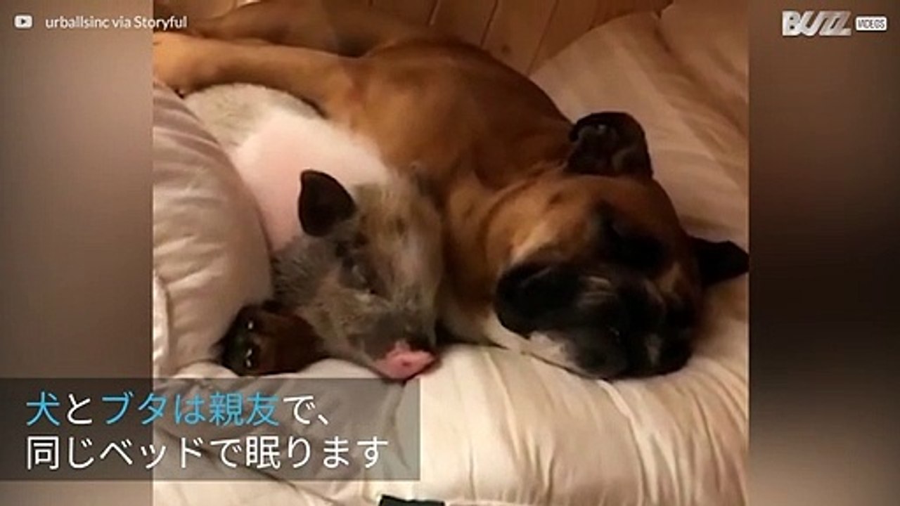 親友の犬とブタが一緒に仲良く眠る