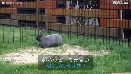 超元気いっぱいなウサギ！