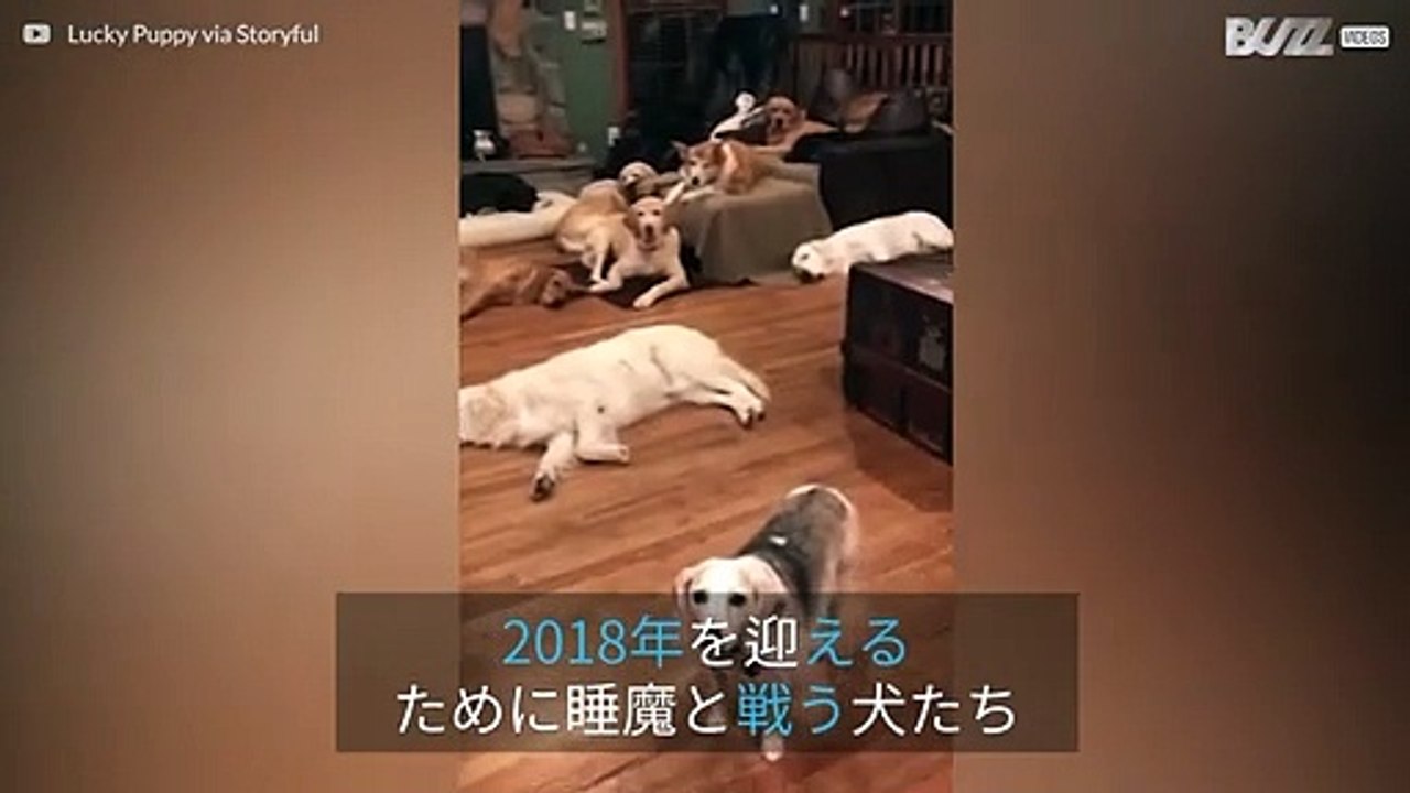大晦日に夜更かししようとする犬たち