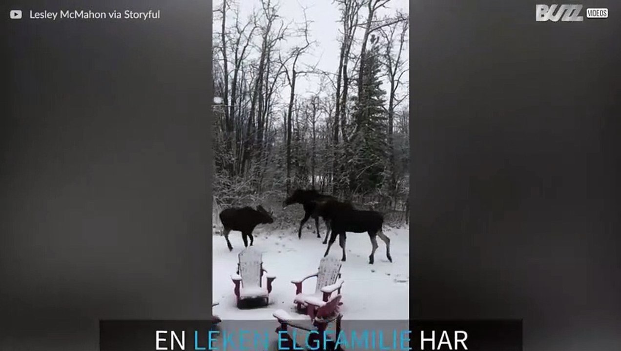 Elgfamilie leker i snøen i Canada