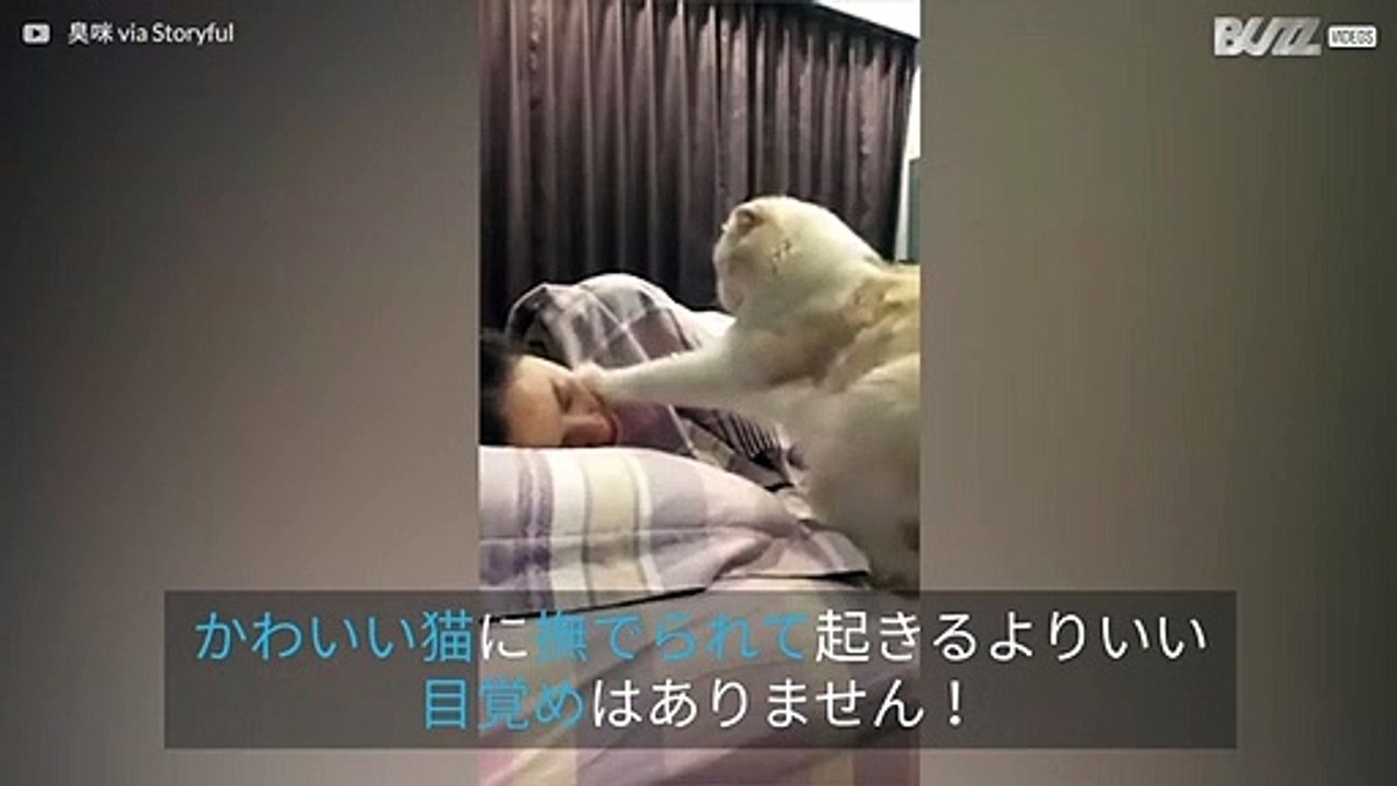 お腹を空かせた猫のかわいい目覚まし