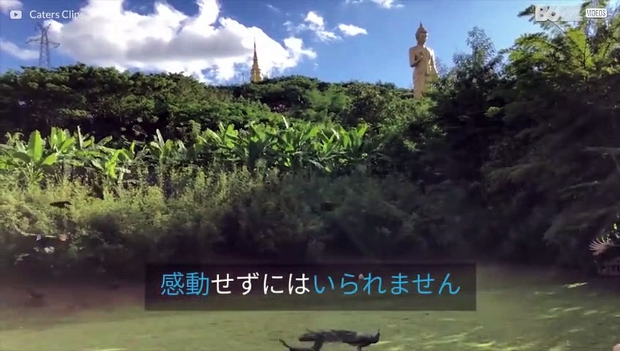 中国の寺院で、何百ものクジャクが飛んでくる様子