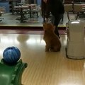 بالفيديو شاهد مهارات هذا الكلب في لعب البولينغ