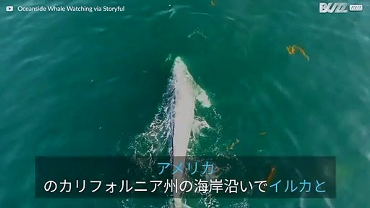 移動中に一緒に遊ぶクジラとイルカ！
