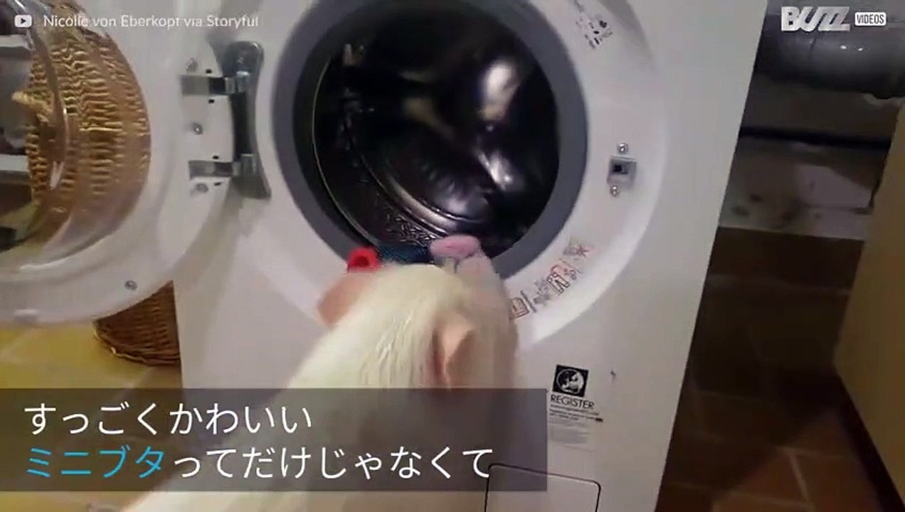 きれいになった服を洗濯機から出すのが大好きなミニブタ！