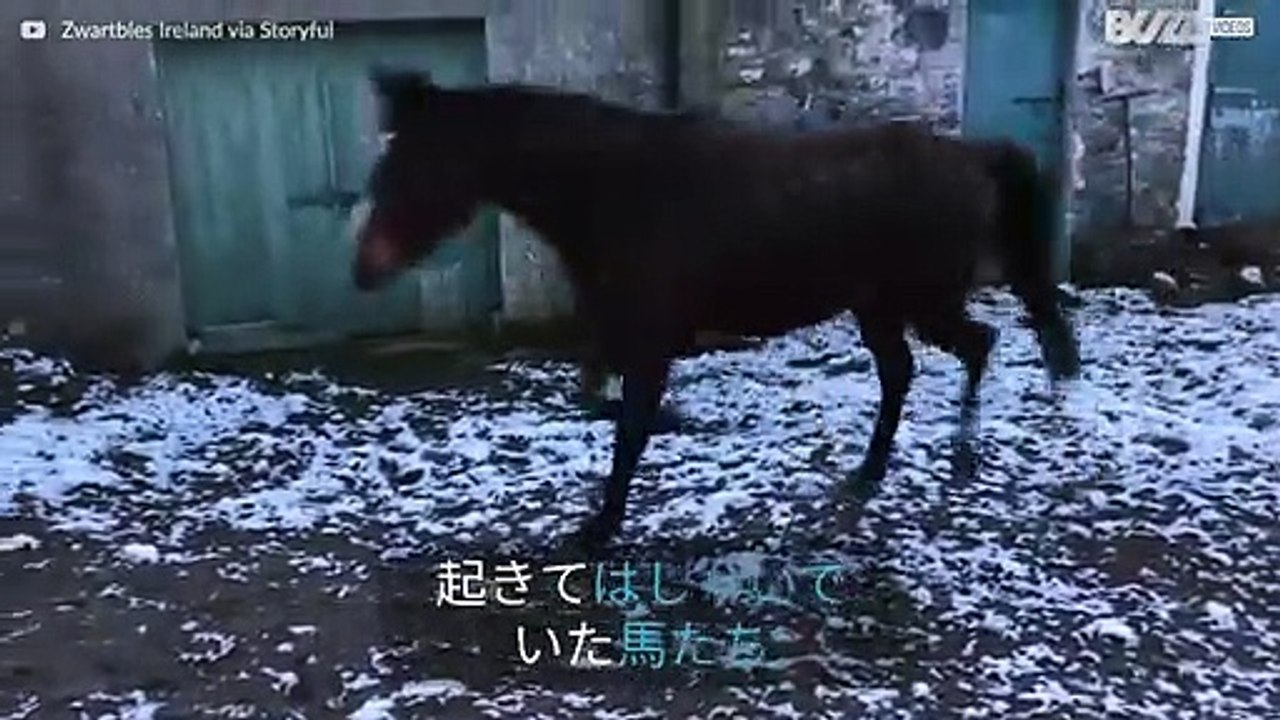 雪の中出かけたことを後悔した馬たち