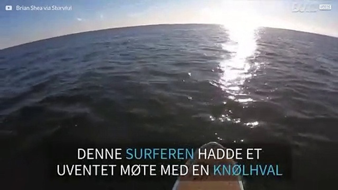 Uventet møte med en knølhval i New Jersey