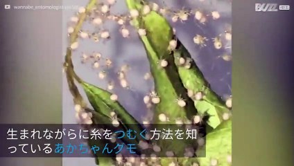生まれてすぐに初めての巣を紡ぎだす赤ちゃんクモ