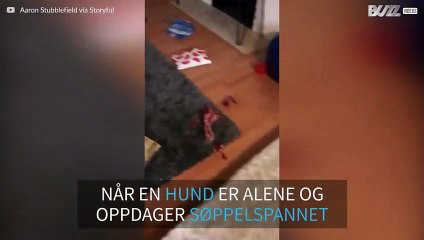 Bikkja bestemmer seg for å granske søppelet mens matmor er ute en tur