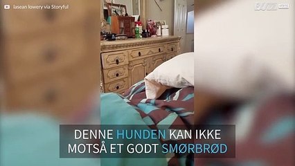 Hunden har en underfundig måte å be om mat på