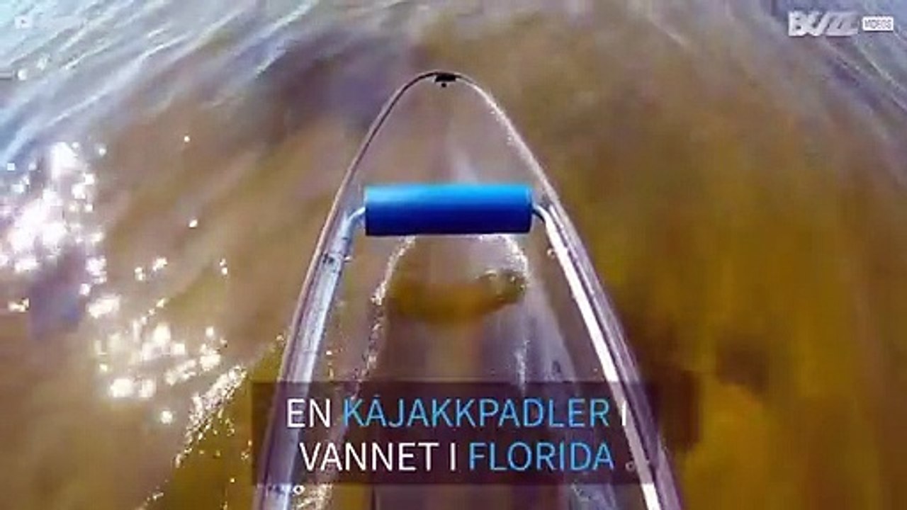 Vennlig delfin hilser på kajakkpadler i Florida