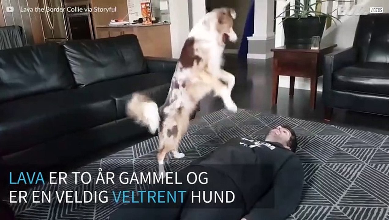Hund lærer å utføre hjerte- og lungeredning på...