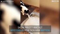 Katt kan inte förstå sig på vad skum är för något!