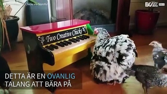 Höna med talang för att spela piano