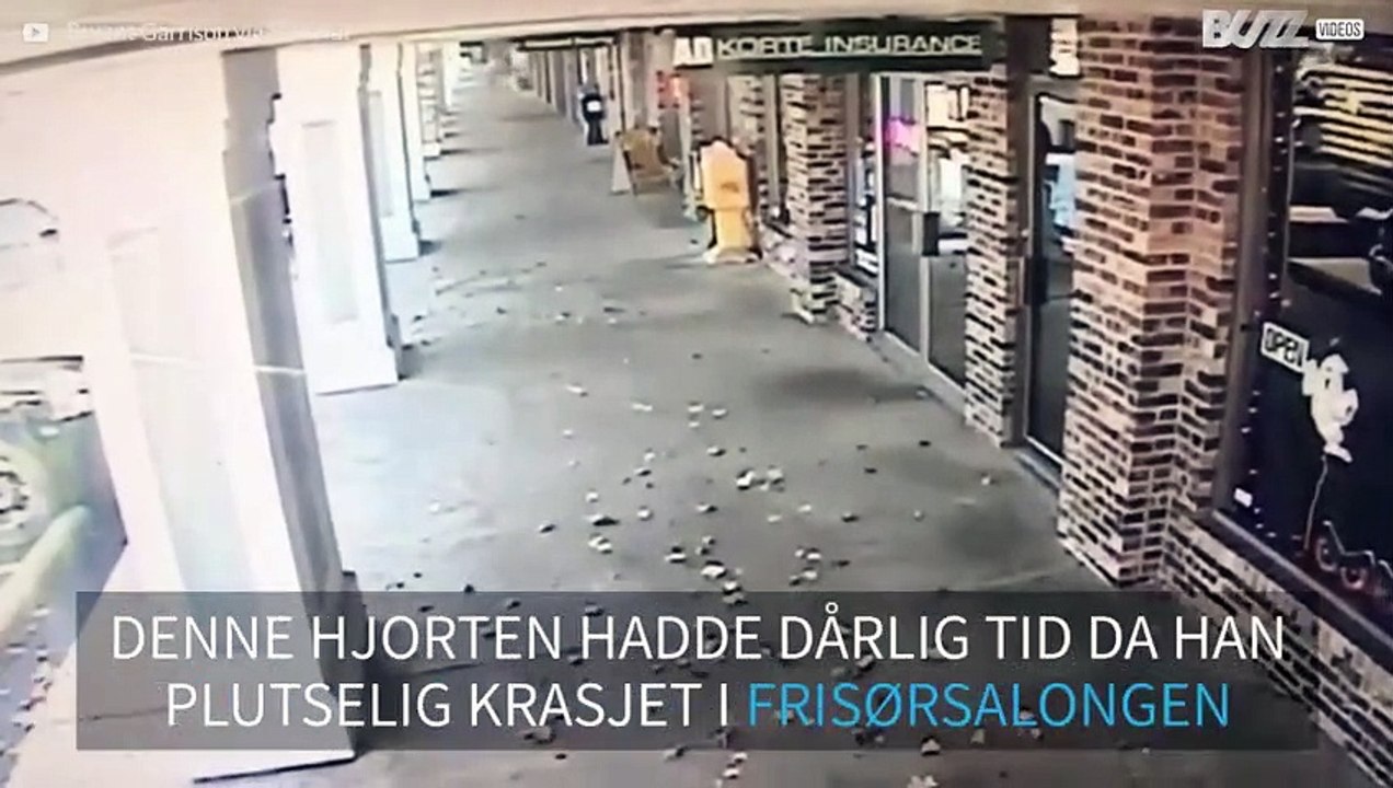 Hjort krasjer igjennom frisørvinduet