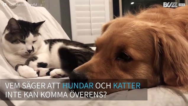 Hund och katt bildar en bedårande vänskap