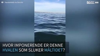 Hval sluker en stim av fisk på imponerende vis