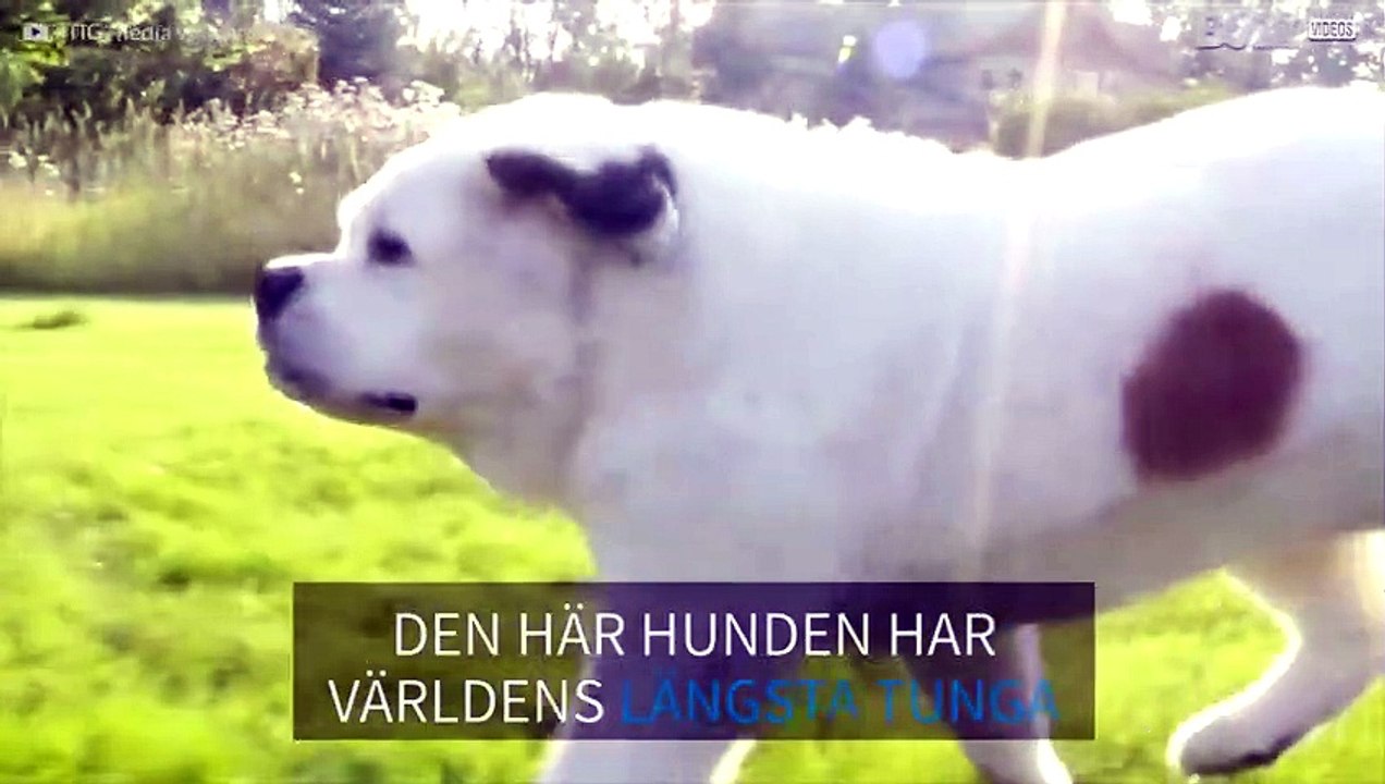 Möt hunden med världens längsta tunga