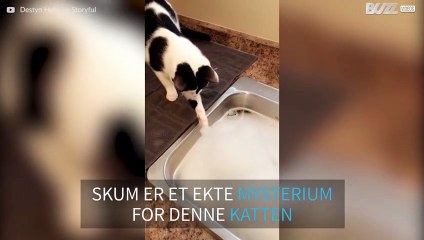 Katt forstår seg ikke på skum!