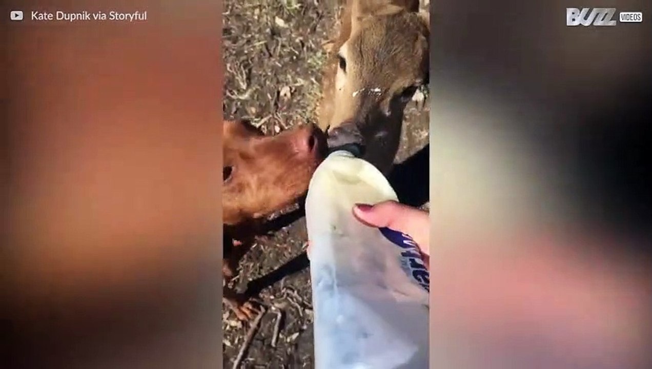 Hund og hjort blir bestevenner når de spiser fra samme flaske