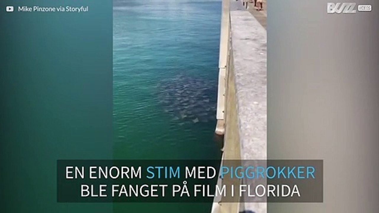 Enorm gruppe med piggrokker sett i vannet i Florida