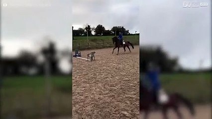 Selv et lite hinder er for stort for denne hesten!