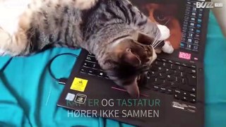 Katt ødelegger eierens laptop
