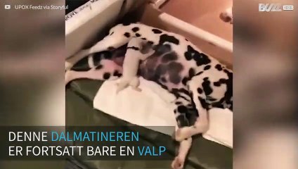 Denne valpen er en seriøs rock'n'roll-fan