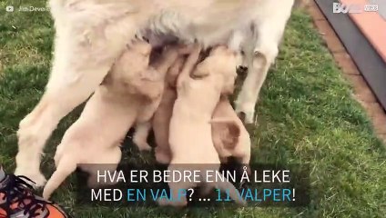 Ekstremt søte! En ettermiddag med labradoodle-valper!