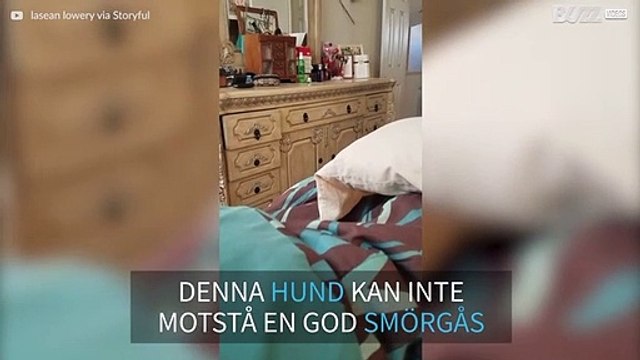 Hund med ett subtilt sätt att tigga efter mat