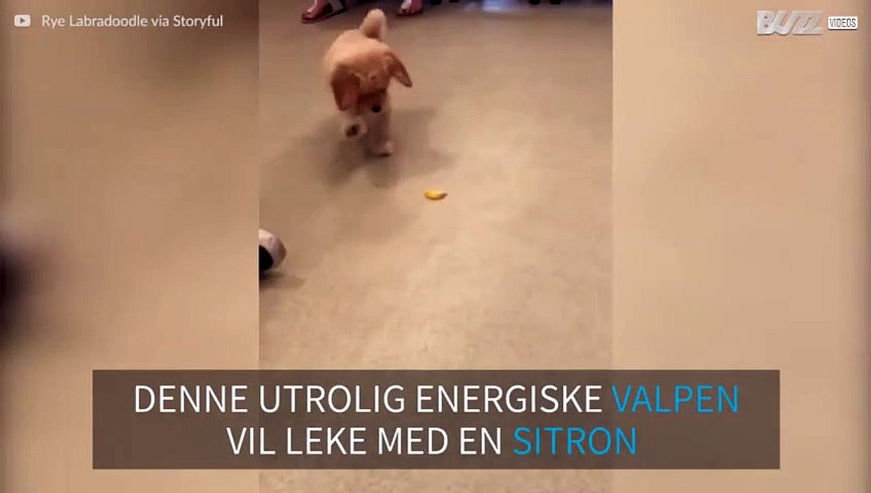 Nysgjerrig valp leker med en sitron