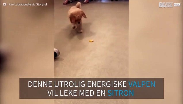 Nysgjerrig valp leker med en sitron