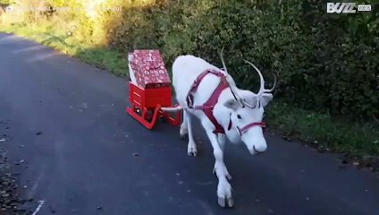 Vit ren delar ut julklappar i Tyskland