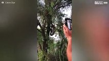 Slange henger fra et tre mens den spiser en pungrotte hel