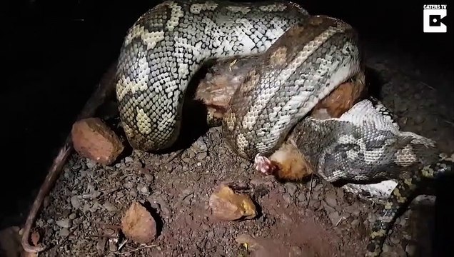 Python Devours Possum Whole