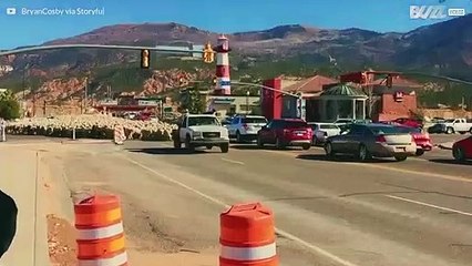 Hundrevis av sauer forårsaker stor trafikkork i USA